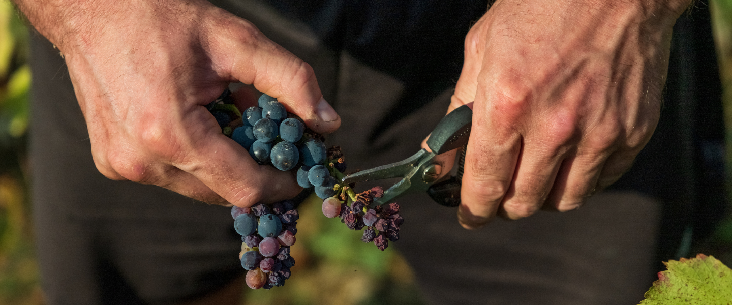 vendanges main grape