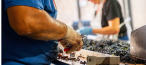 Tri des grappes pendant les vendanges Domaine Hudelot Baillet