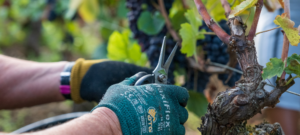 Vendanges vignes sécateur domaine hudelot baillet